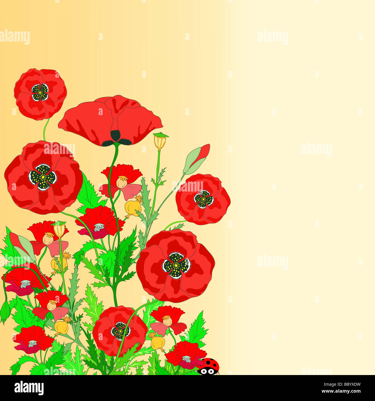 Beautiful poppies border hi-res stock photography and images - Alamy