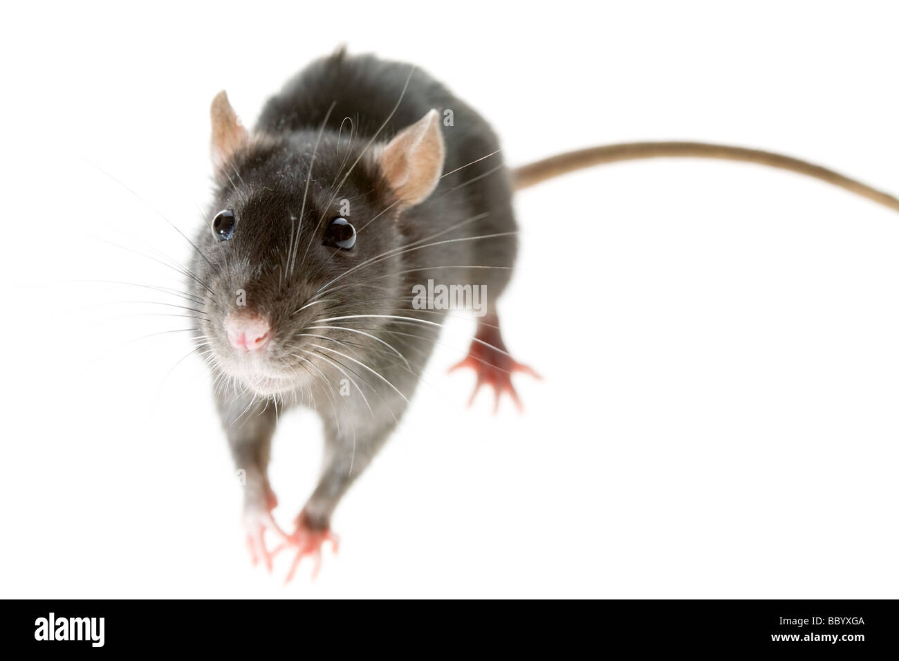 small funny grey decorative rat isolated on white Stock Photo