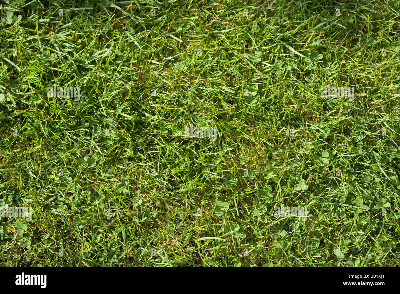 A section of grass lawn, view from above Stock Photo