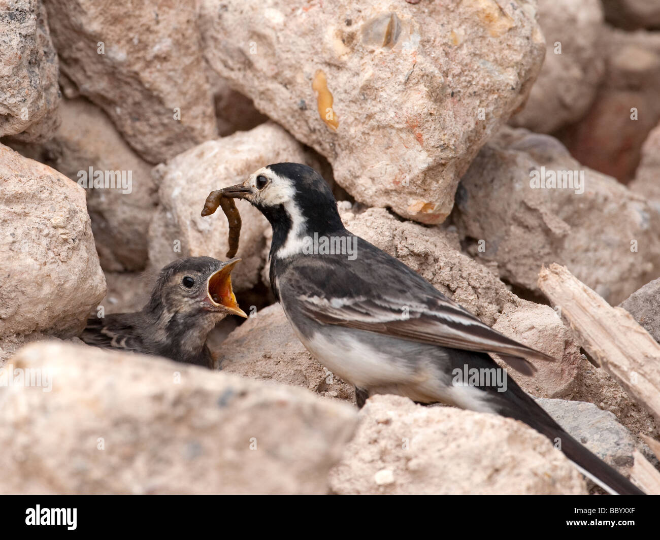 Pied Wagtail (Motacilla alba.) with leatherjacket feeding chicks in nest in stone pile. Stock Photo