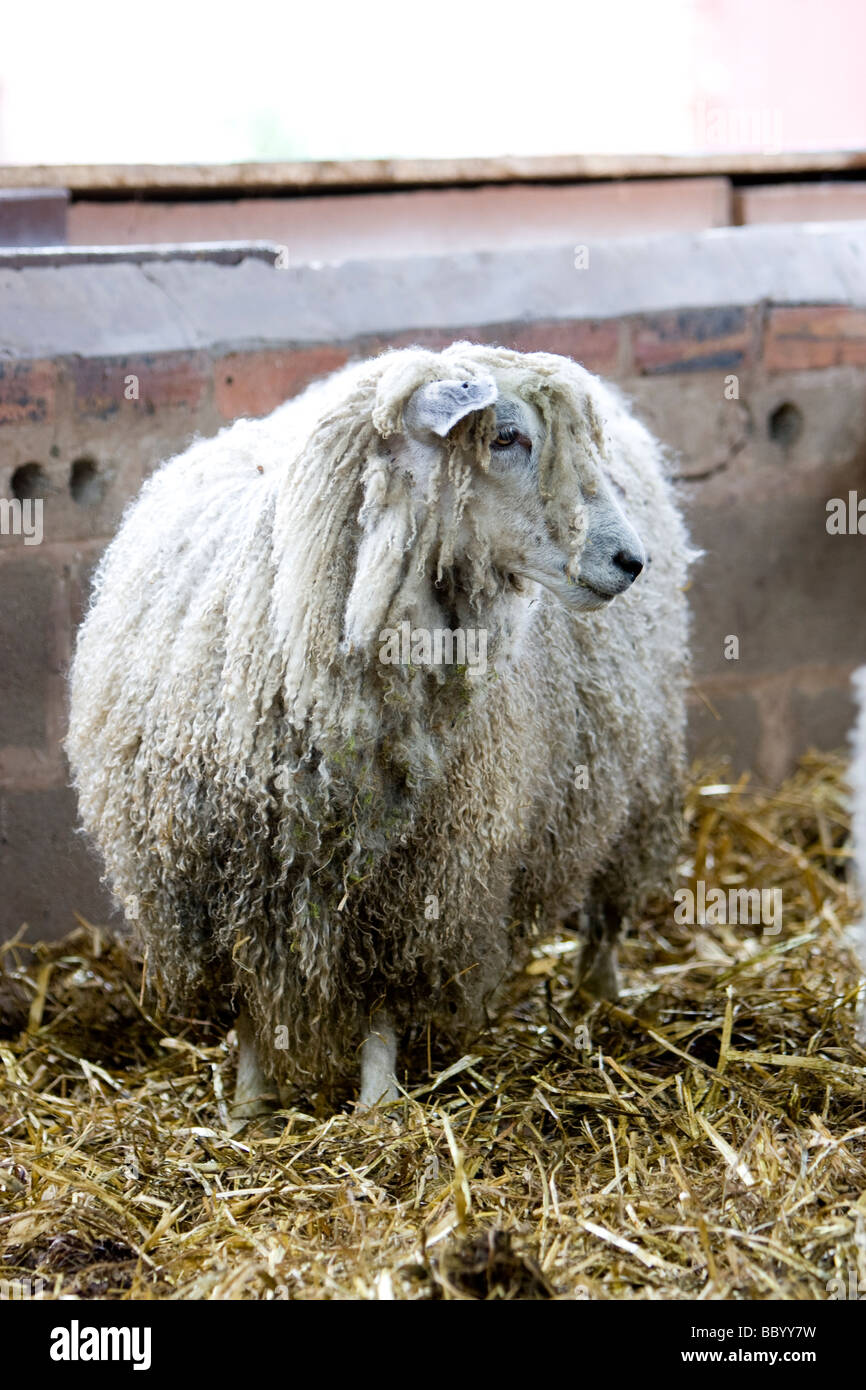 sheep in pen Stock Photo