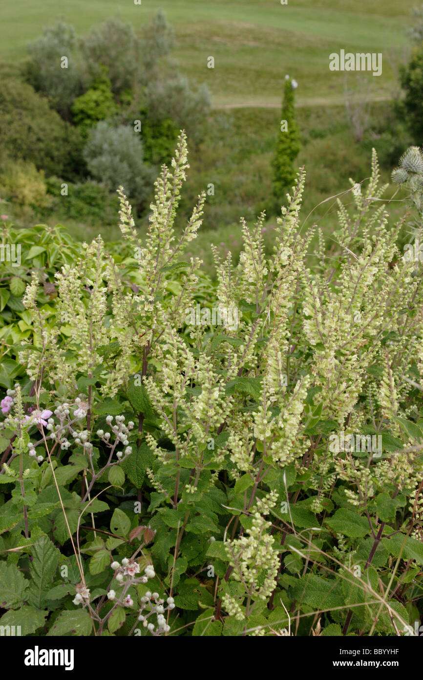 Wood sage Teucrium scorodonia Lamiaceae UK Stock Photo