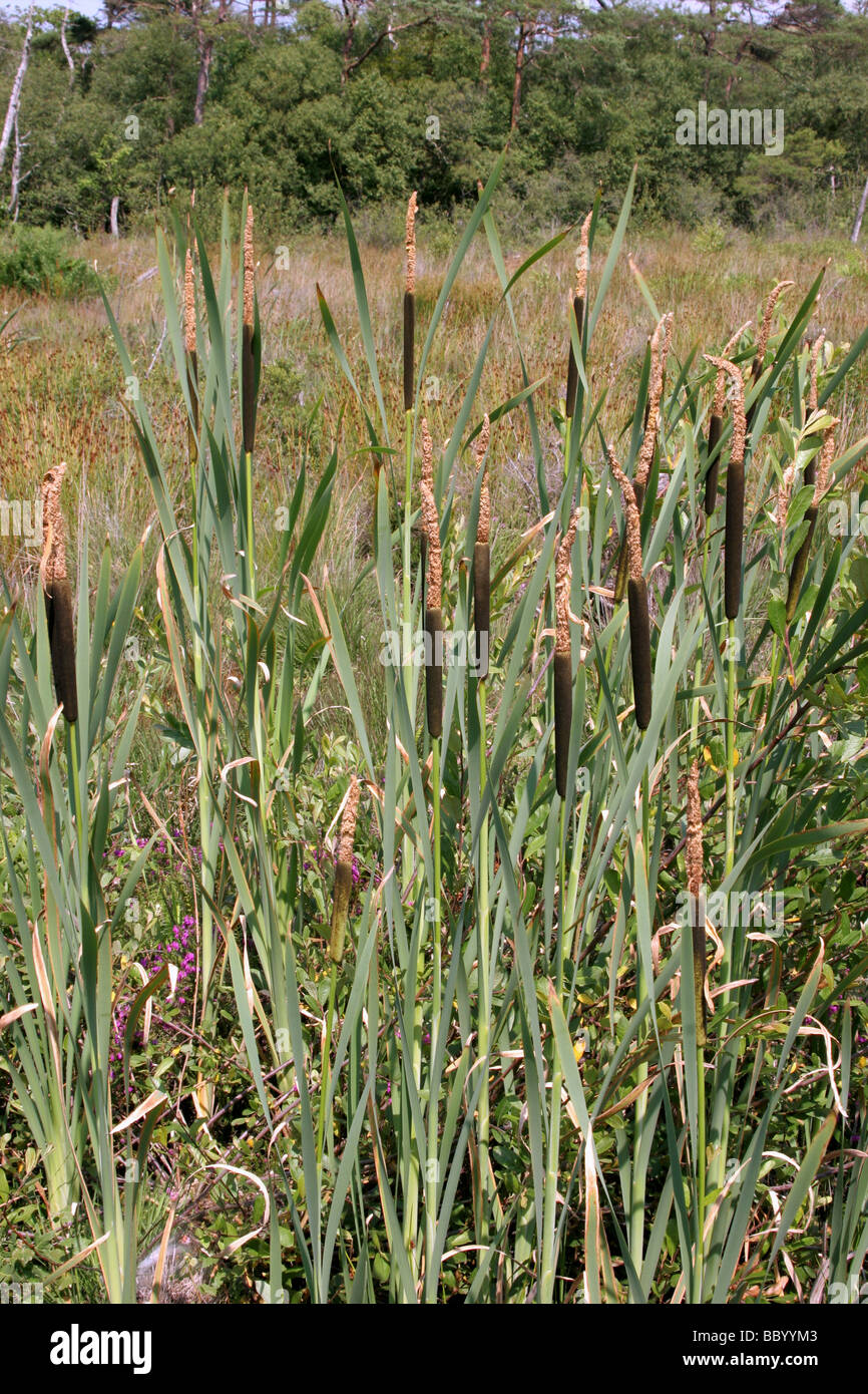 Bulrush Typha latifolia Typhaceae in flower UK Stock Photo