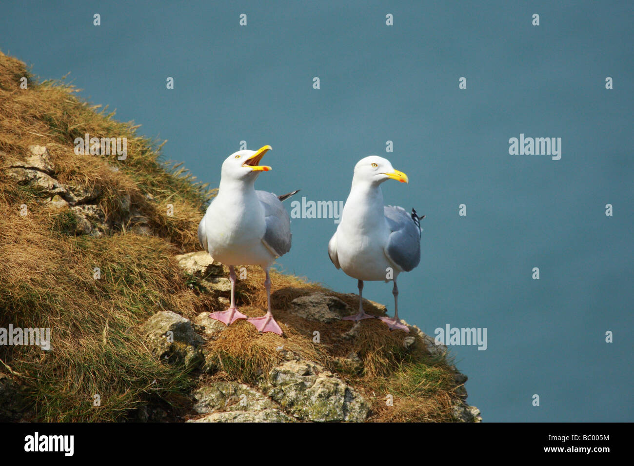 Gulls at Bempton Cliffs Stock Photo