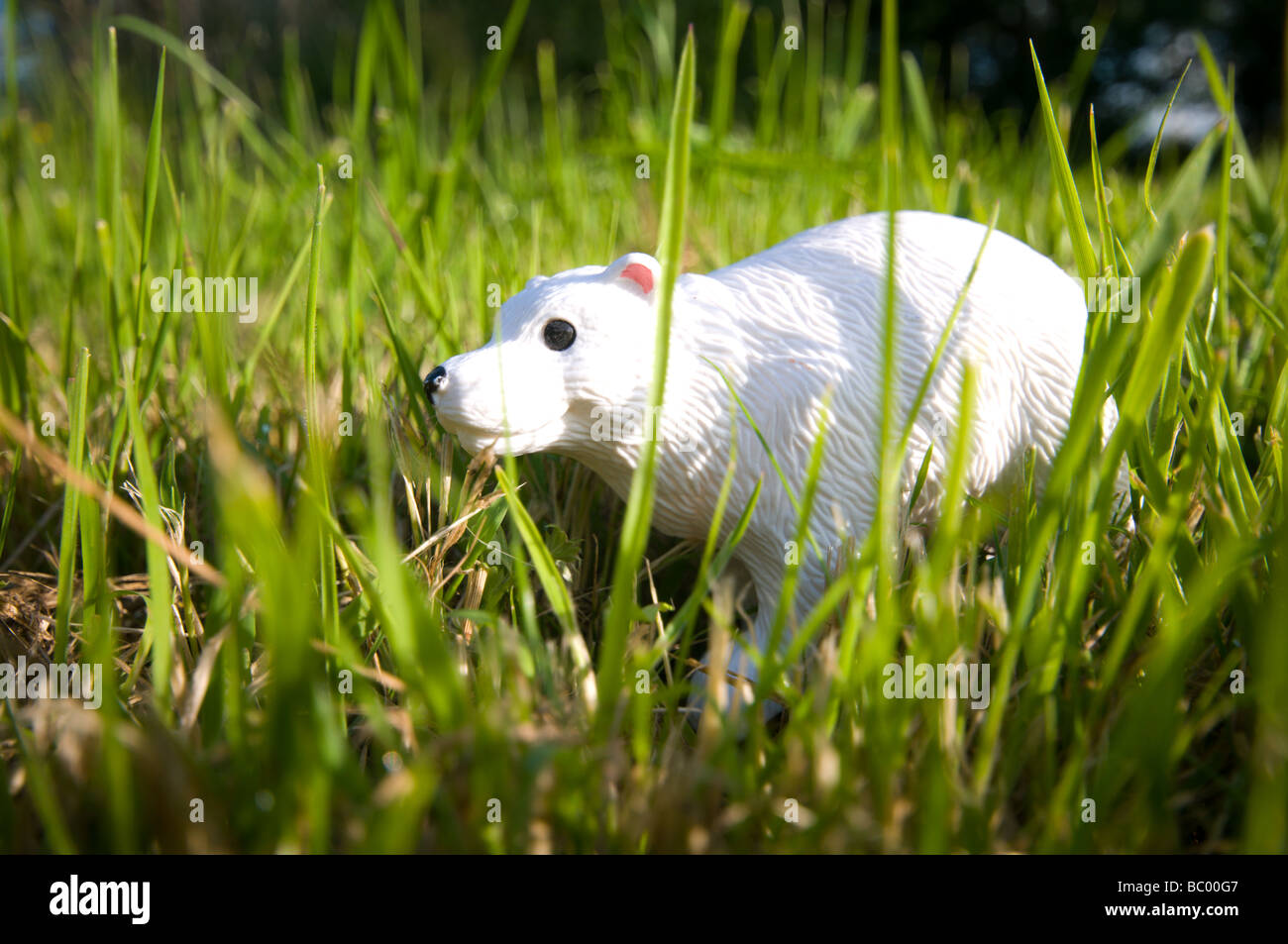 Toy polar bear in grass, Sunny weather Global Warming. Stock Photo