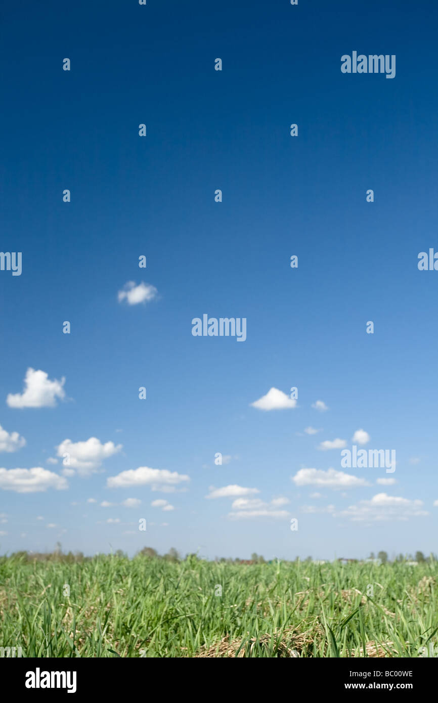 beautiful meadow with green grass on cloudy blue sky background Stock ...