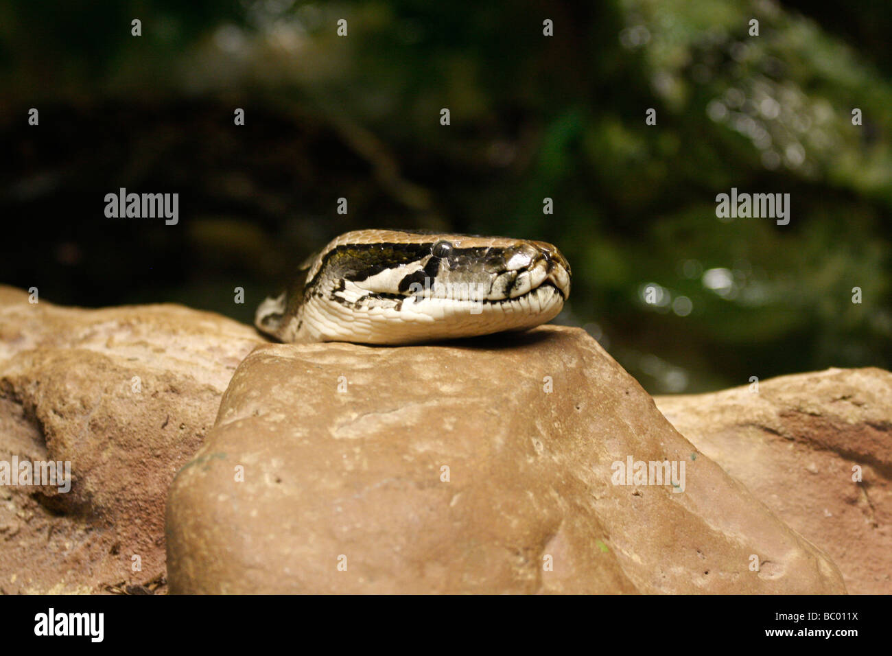 African Rock Python Python sebae Stock Photo