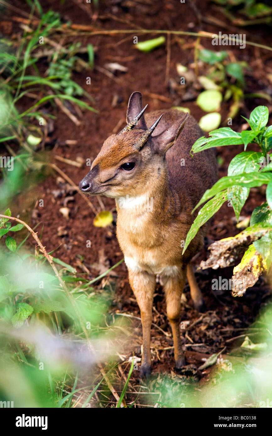 Suni - Aberdares National Park, Kenya Stock Photo