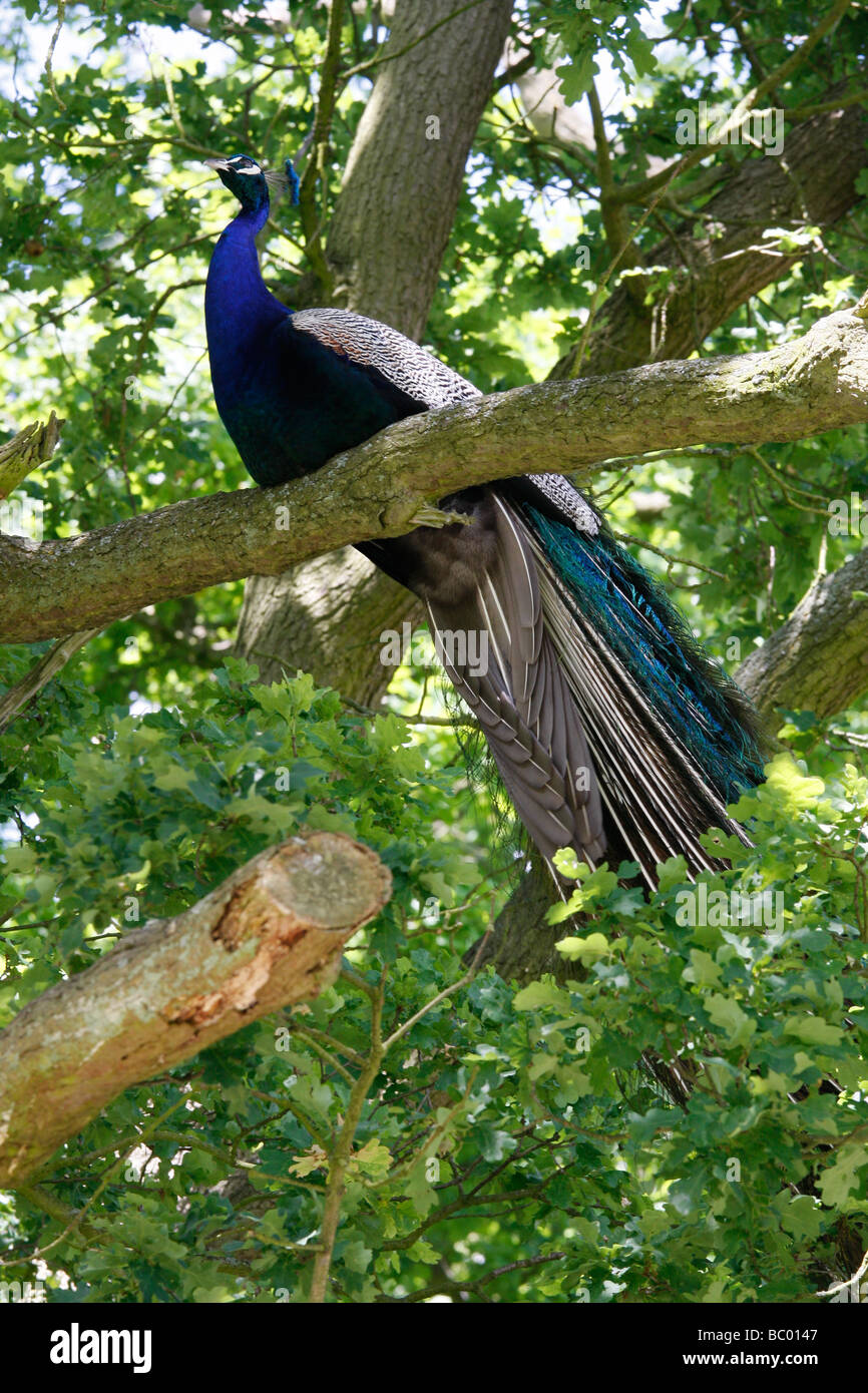 Male Indian Peafowl or Peacock Pavo cristatus roosting in a tree Stock Photo