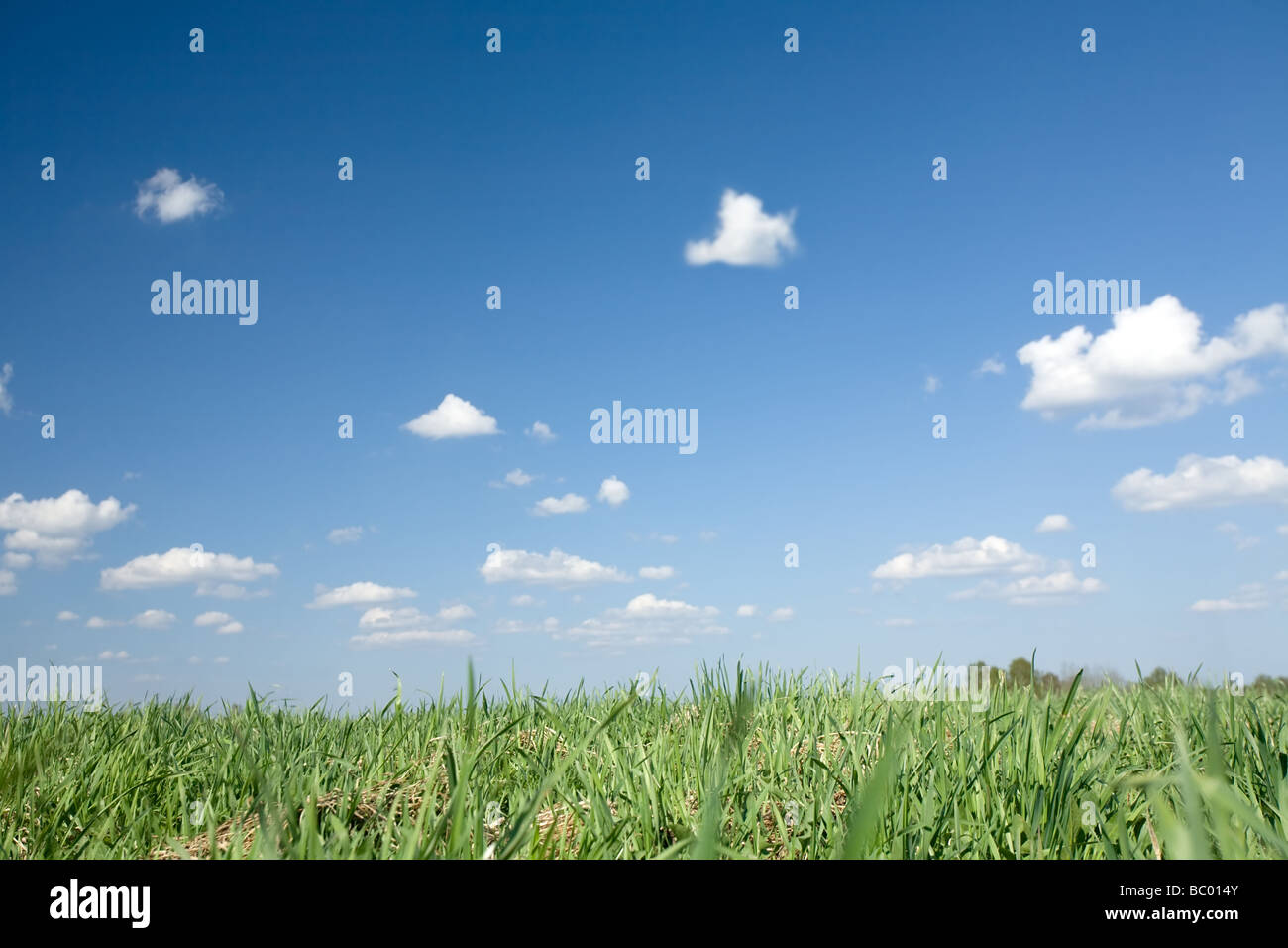 beautiful meadow with green grass on cloudy blue sky background Stock ...