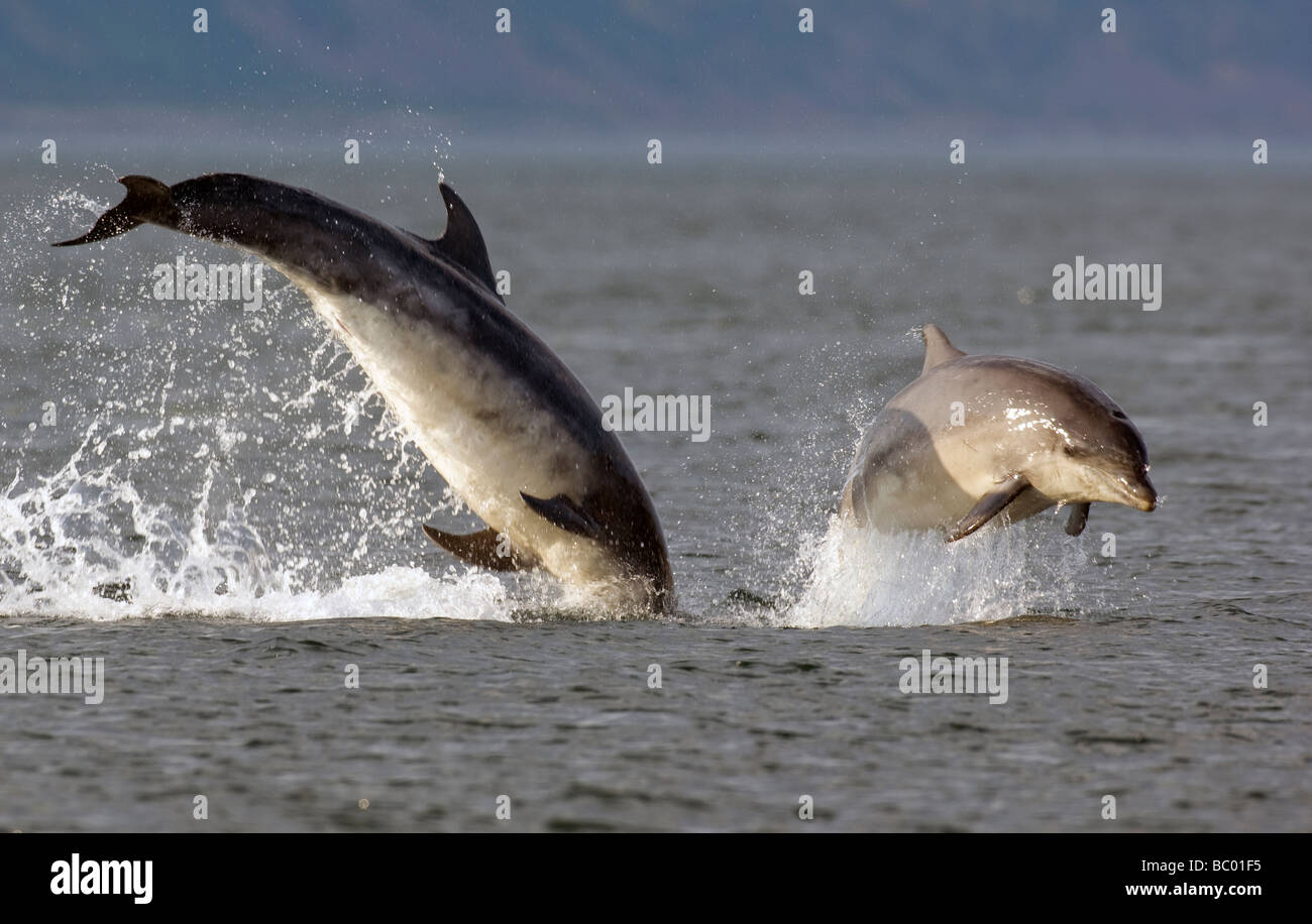 leaping bottle nosed dolphin tursiops truncatus at chanonry point in the moray firth scotland Stock Photo
