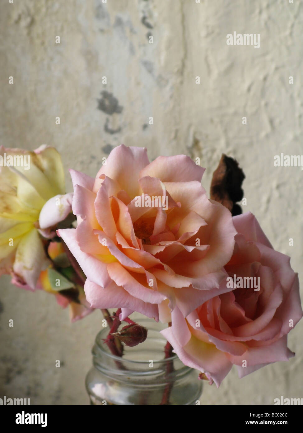 Drooping roses hires stock photography and images Alamy