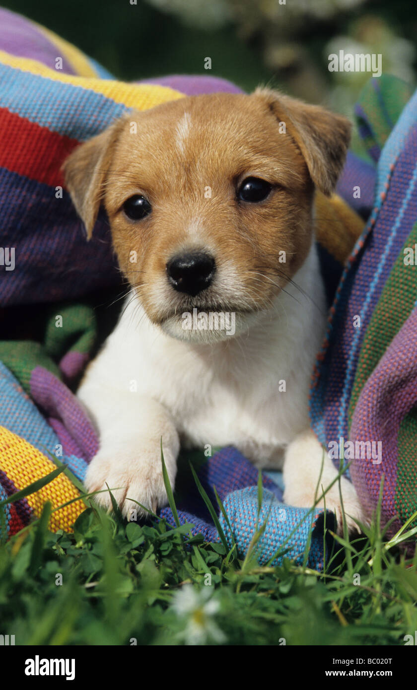 Jack Russell Terrier (Canis lupus familiaris), pup in grass in colorful blanket Stock Photo