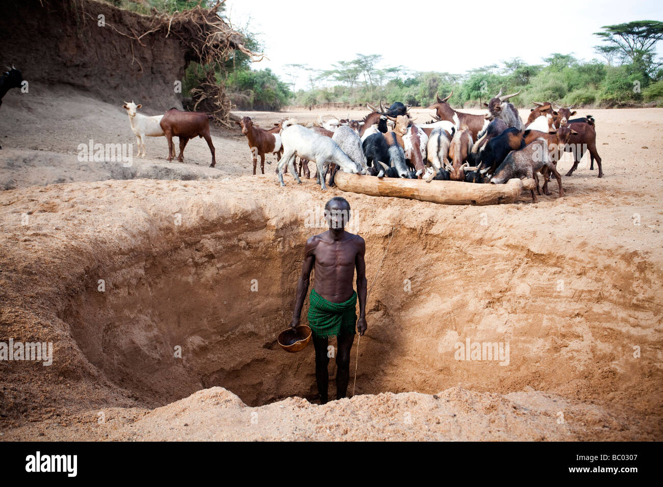 An older Hamer man digs a hole in the dry river bed to access muddy water for his goats. Stock Photo