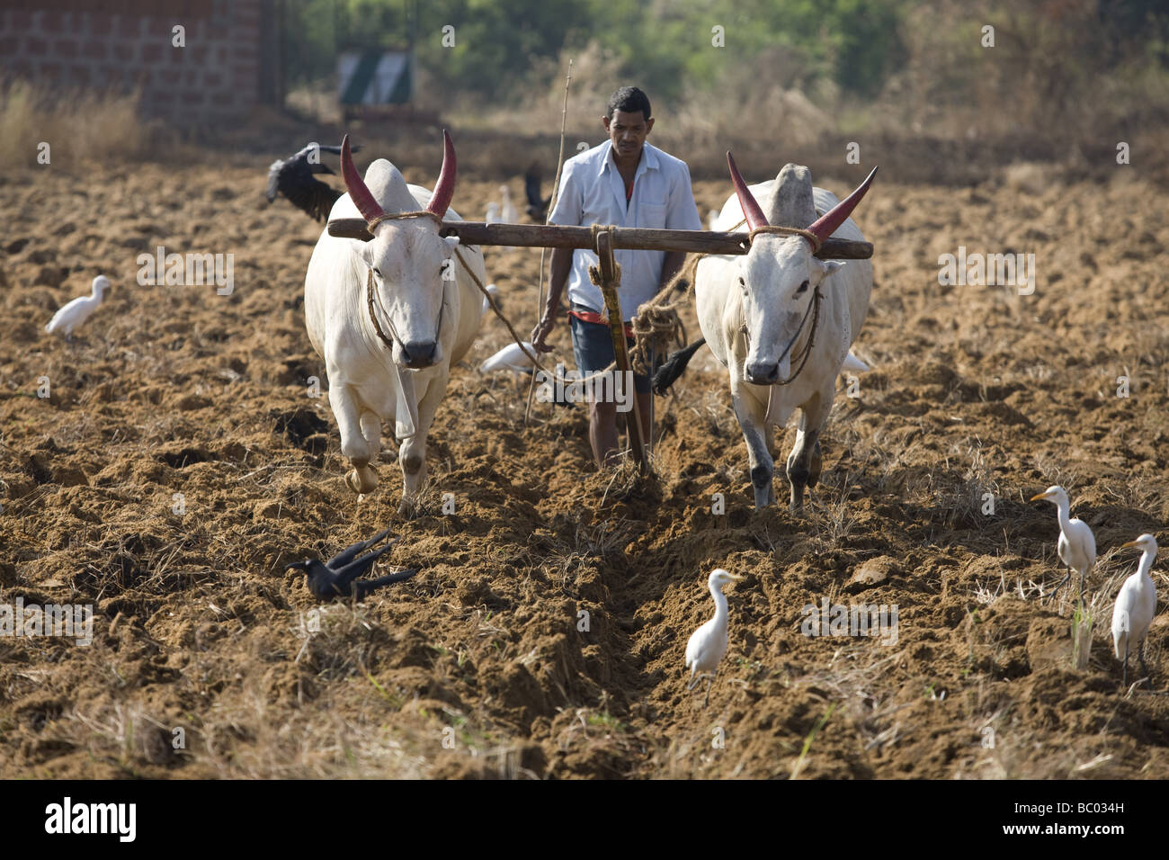 Agriculture in Goa. Stock Photo