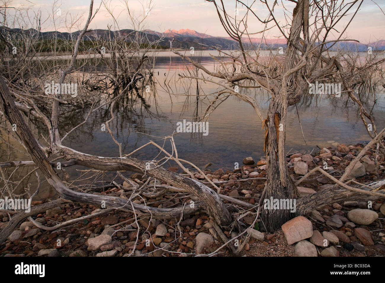 Dead brush along the shore of Theodore Roosevelt Lake in central Arizona. Stock Photo