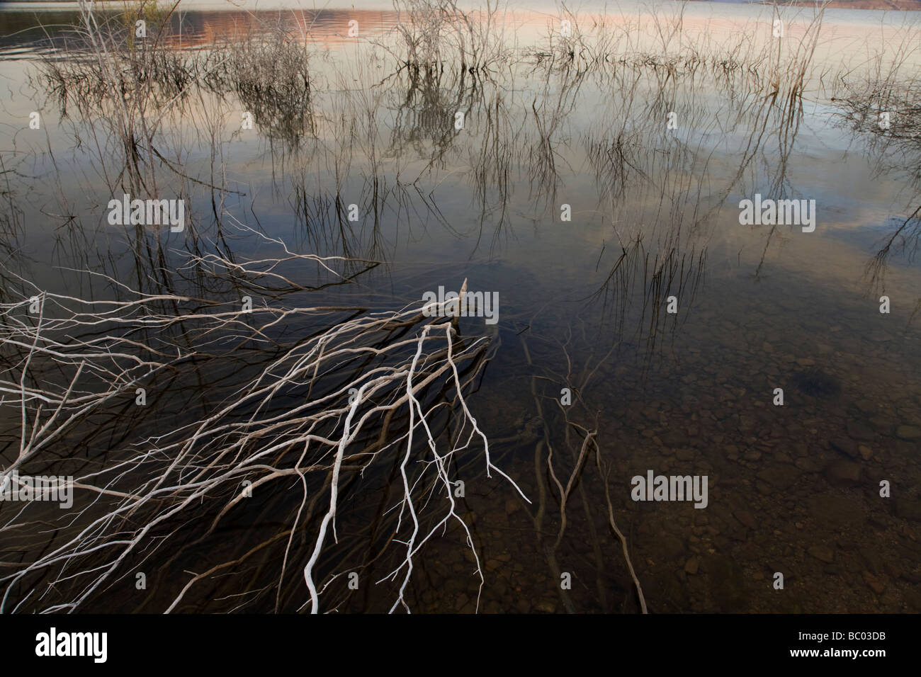 Dead brush along the shore of Theodore Roosevelt Lake in central Arizona. Stock Photo