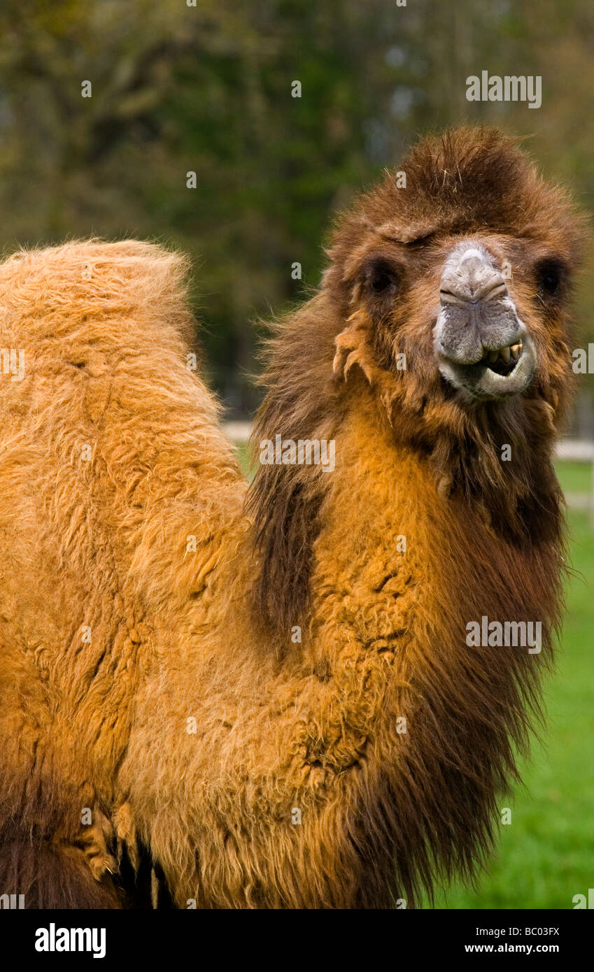 Head of Bactrian Camel Camelus bactrianus a large even-toed ungulate from the steppes of north eastern Asia and now endangered Stock Photo