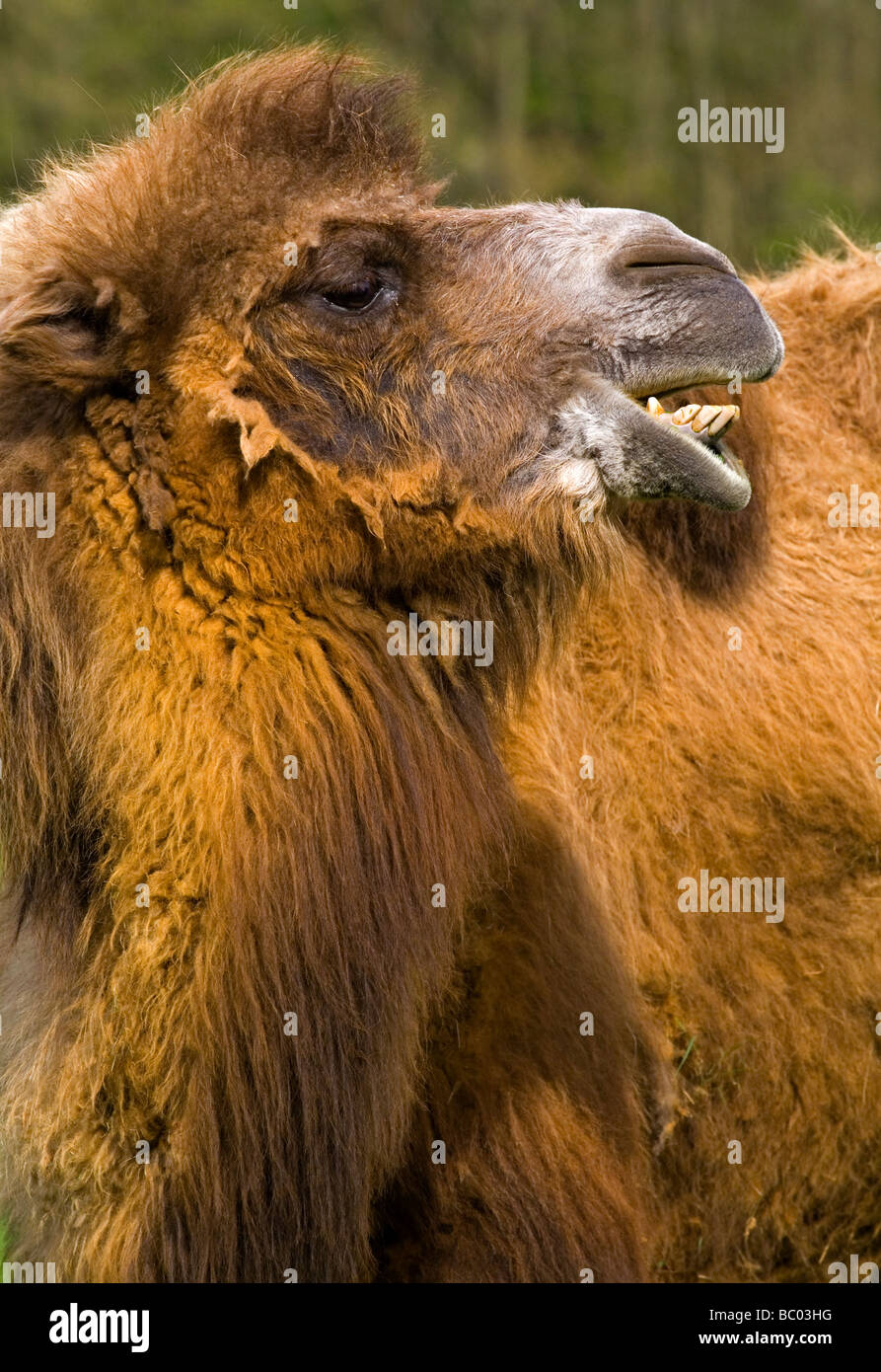 Head of Bactrian Camel Camelus bactrianus a large even-toed ungulate from the steppes of north eastern Asia and now endangered Stock Photo