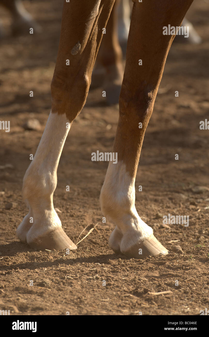 Horse feet hires stock photography and images Alamy