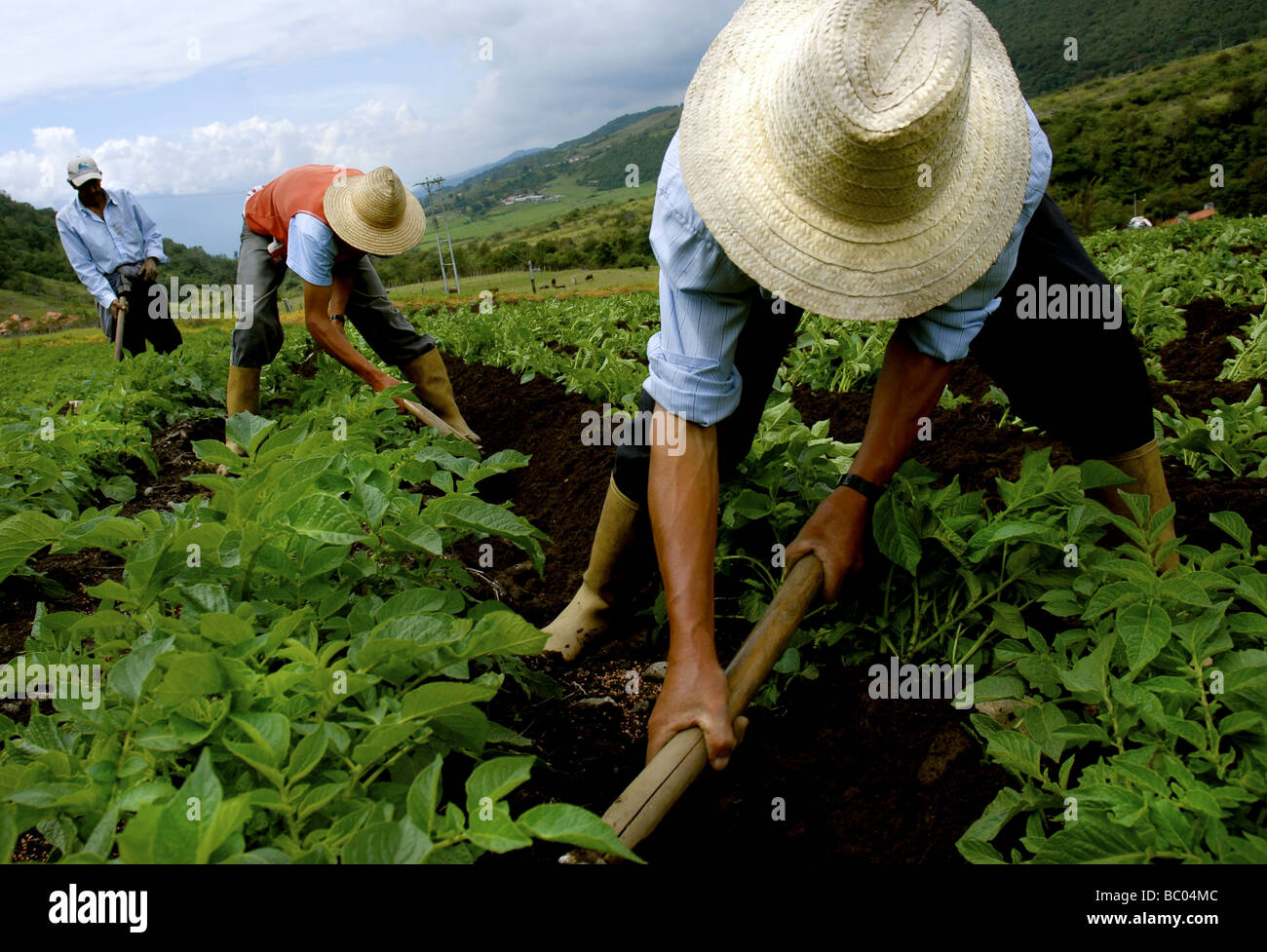 Latino agricultural workers in straw hats tend to their potato field in Merida, Venezuela. Stock Photo