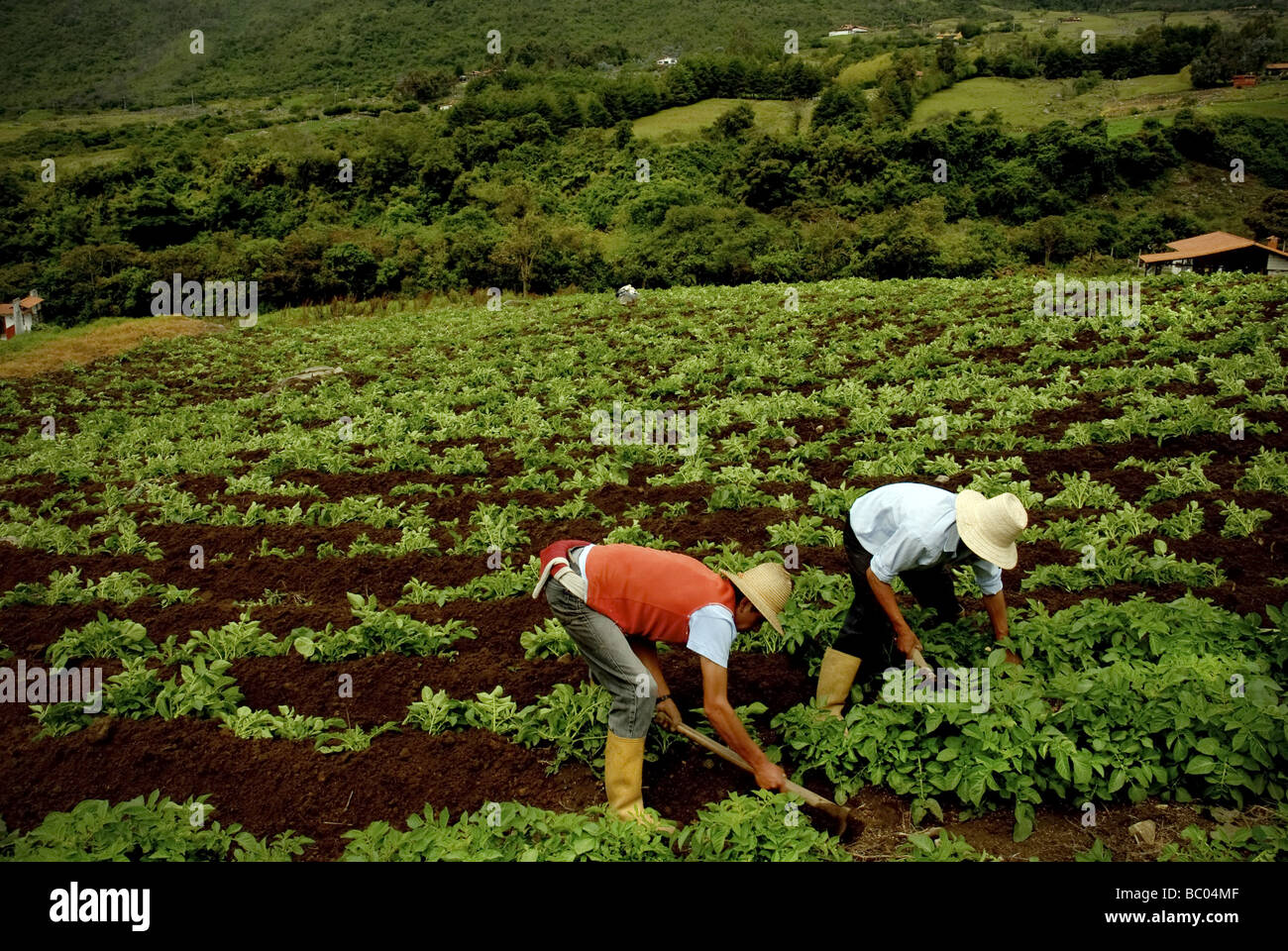 Latino agricultural workers in straw hats tend to their potato field in Merida, Venezuela. Stock Photo