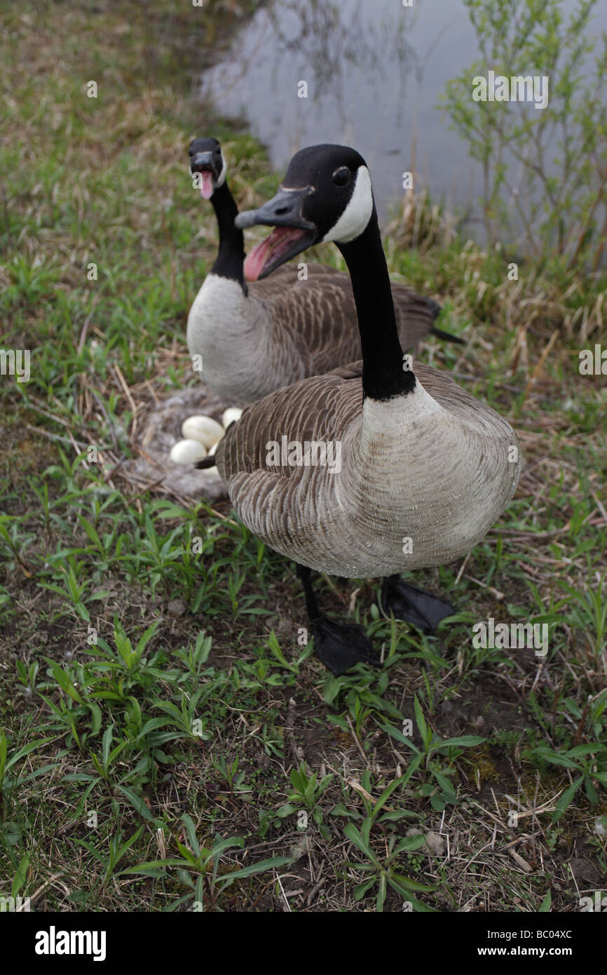 Goose protecting her nest hi-res stock photography and images - Alamy