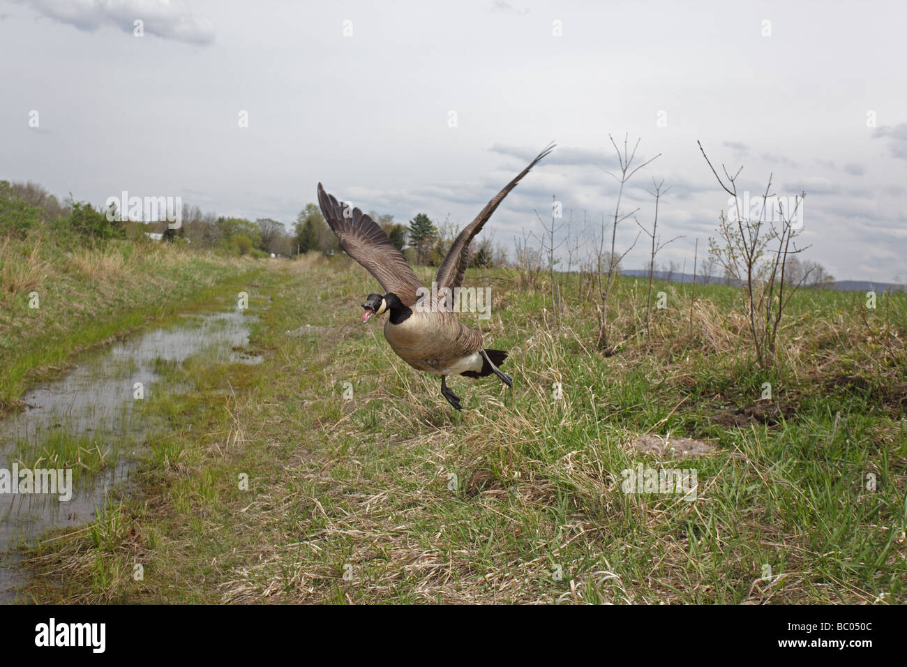 Canada Goose (Branta canadensis) Mother protecting eggs on nest New