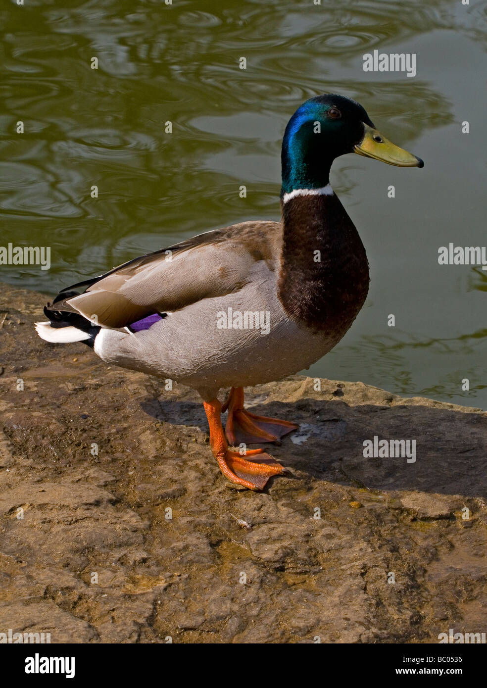 Male Mallard duck Anas platyrhynchos Stock Photo