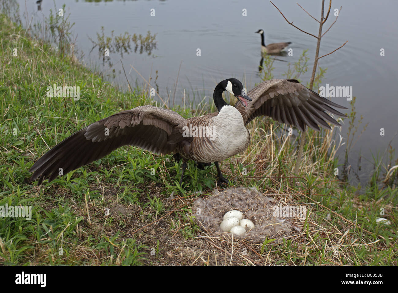 Canada goose canadensis mother protecting hi-res stock photography and ...