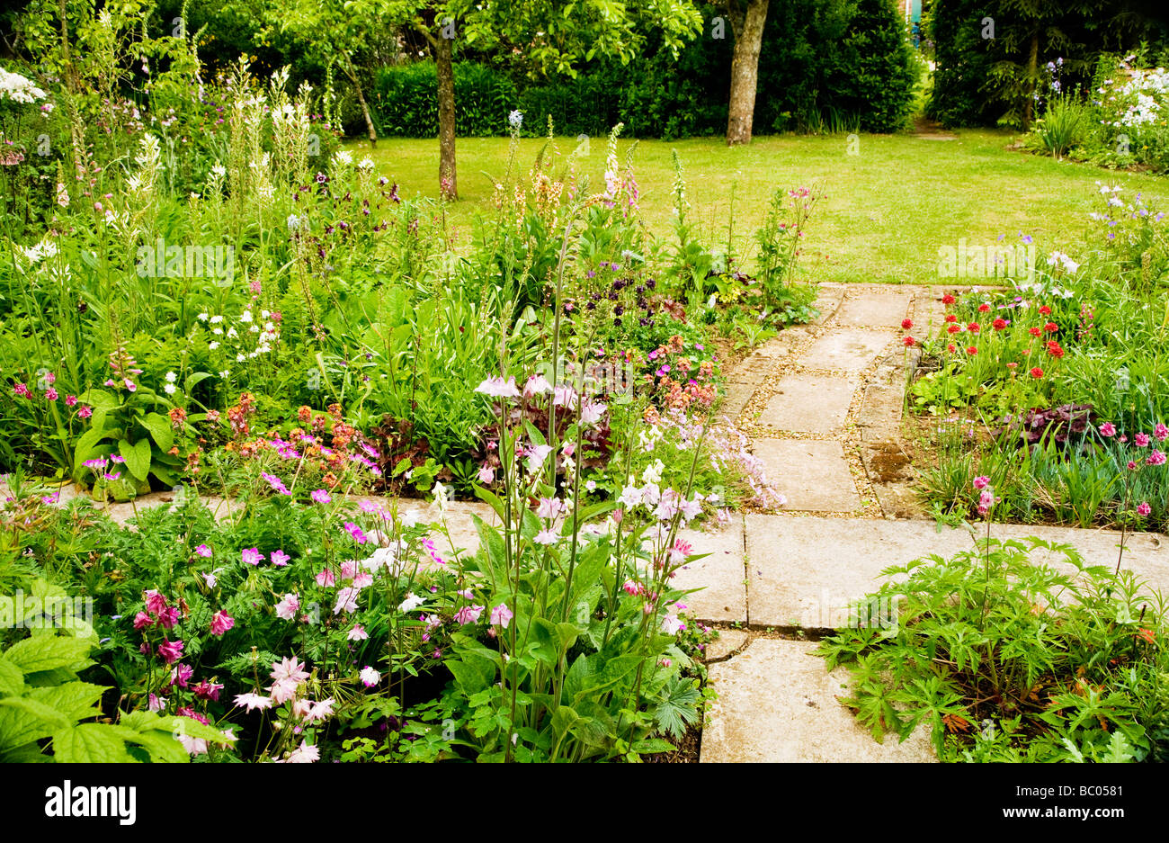 Flower beds around a lawn with Aquilegia and paved footpaths Stock Photo