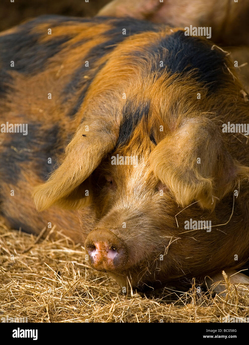 The Oxford Sandy and Black Pig, or “Plum Pudding or Oxford Forest Pig” is one of the oldest British pig breeds Stock Photo