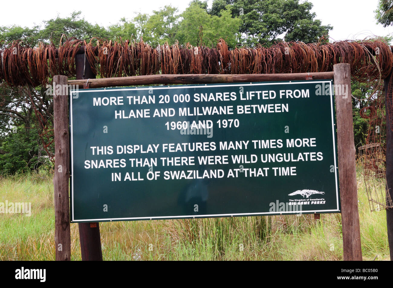 Notice showing the number of snares found in Hlane and Mlilwane between 1060 and 1970 Swaziland south africa Stock Photo