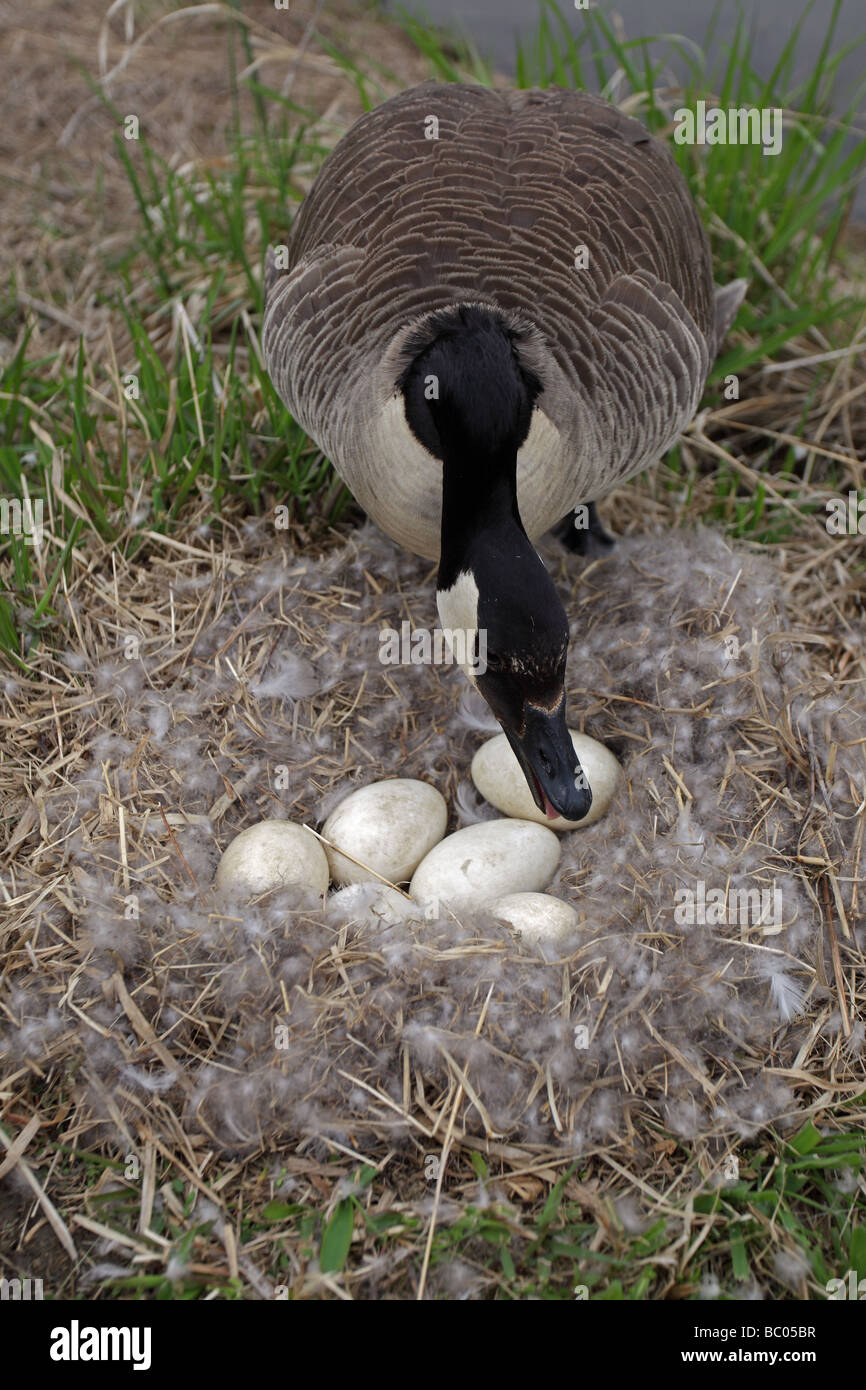 Canada goose canadensis mother protecting hi-res stock photography and ...