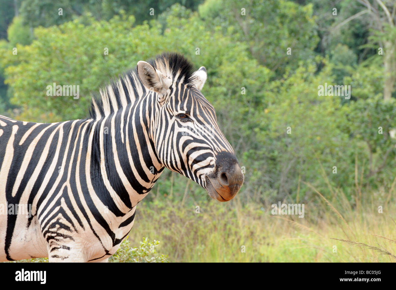Close up of a Zebra Burchells equus Mlilwane Wildlife Sanctuary Swaziland south Africa Stock Photo