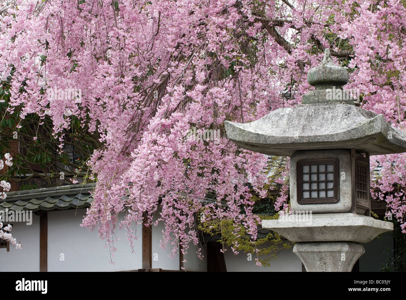 Cherry blossom japan lantern hi-res stock photography and Cherry blossom japan lantern hi-res stock photography and