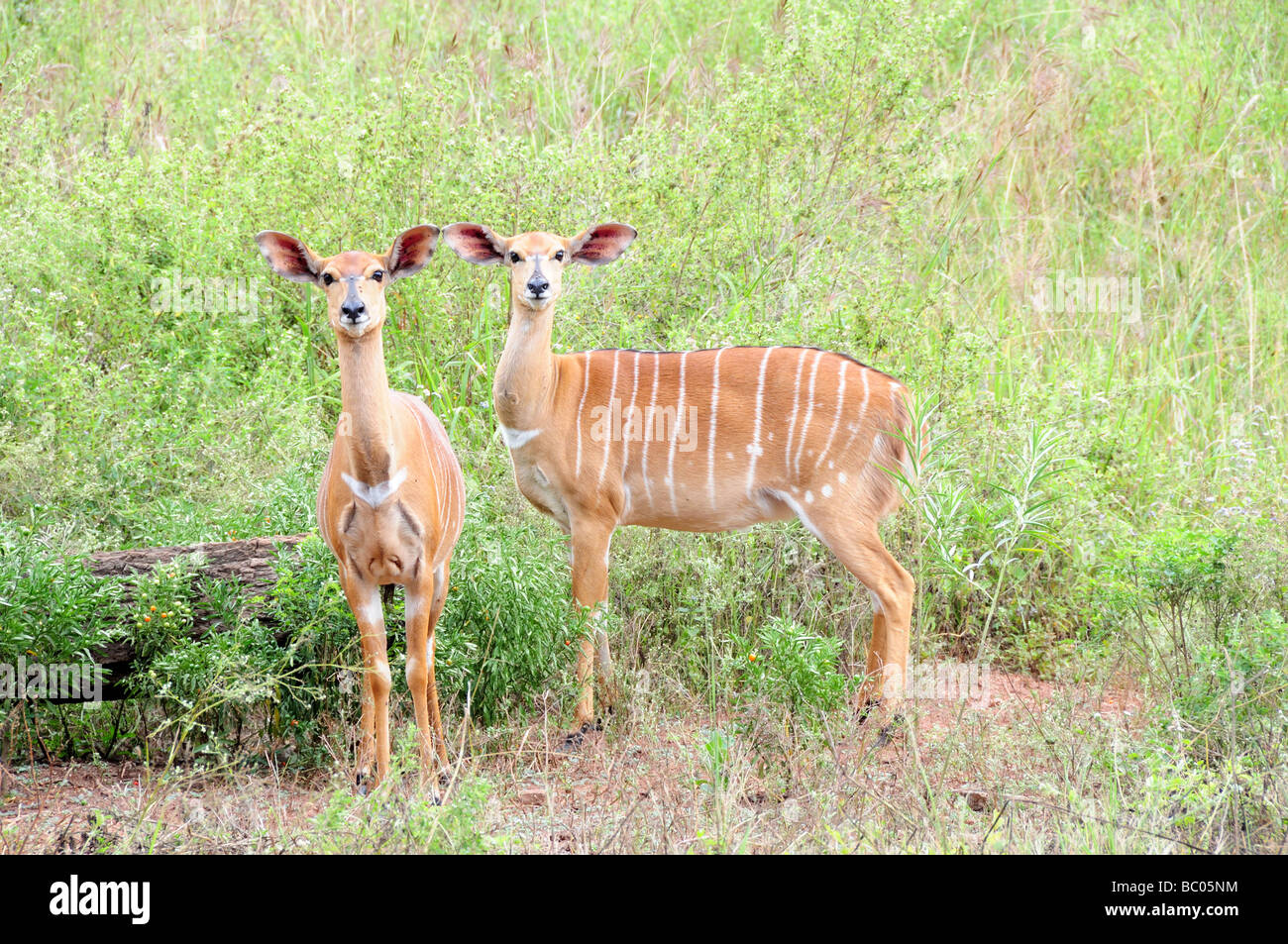 Nyala Tragelaphus angasi Mlilwane Wildlife Sanctuary Swaziland South Africa Stock Photo