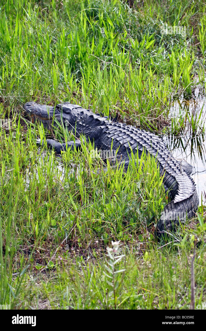 American Alligator In The Everglades Florida Stock Photo Alamy