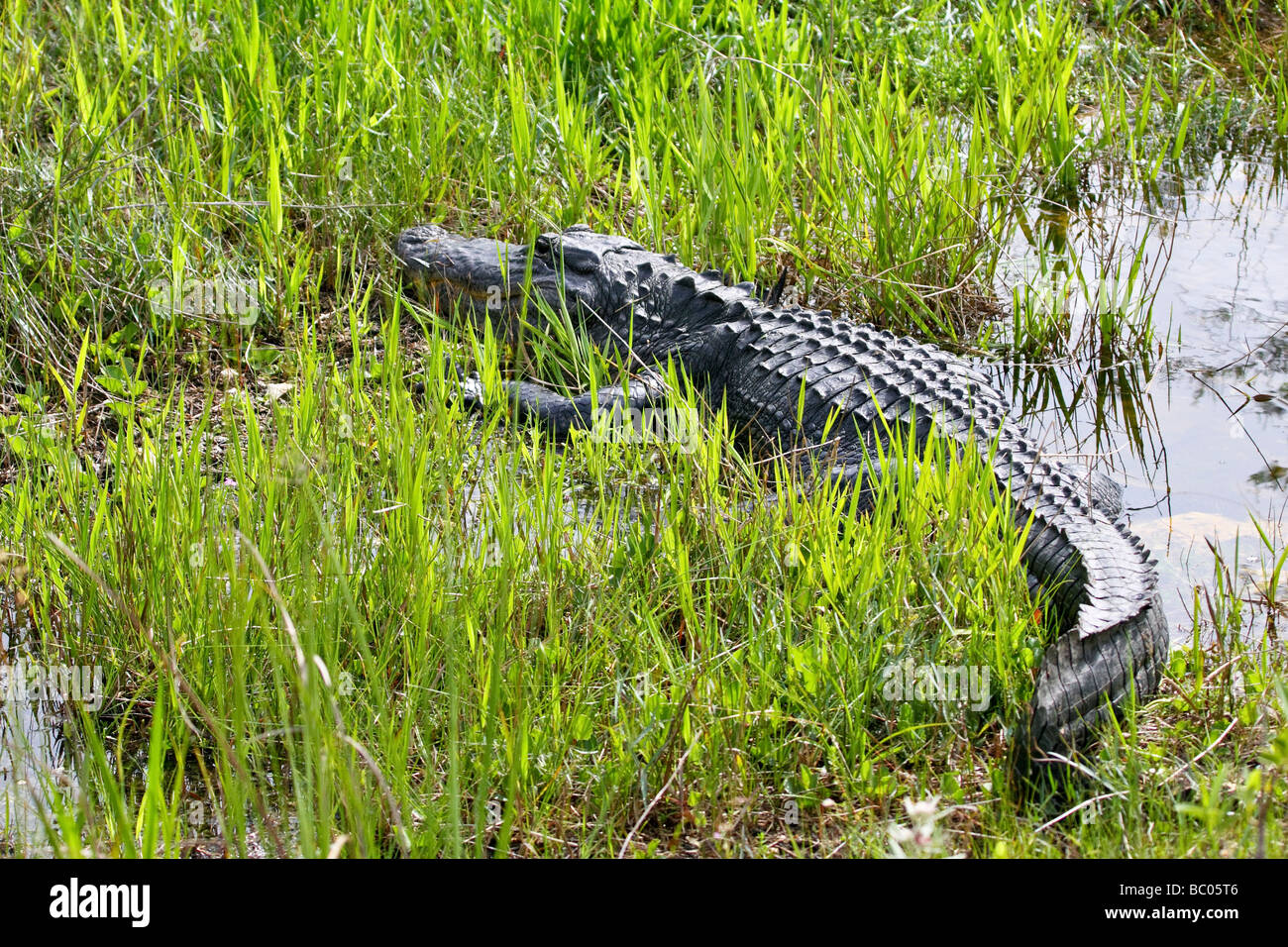 American Alligator in the Everglades Florida Stock Photo