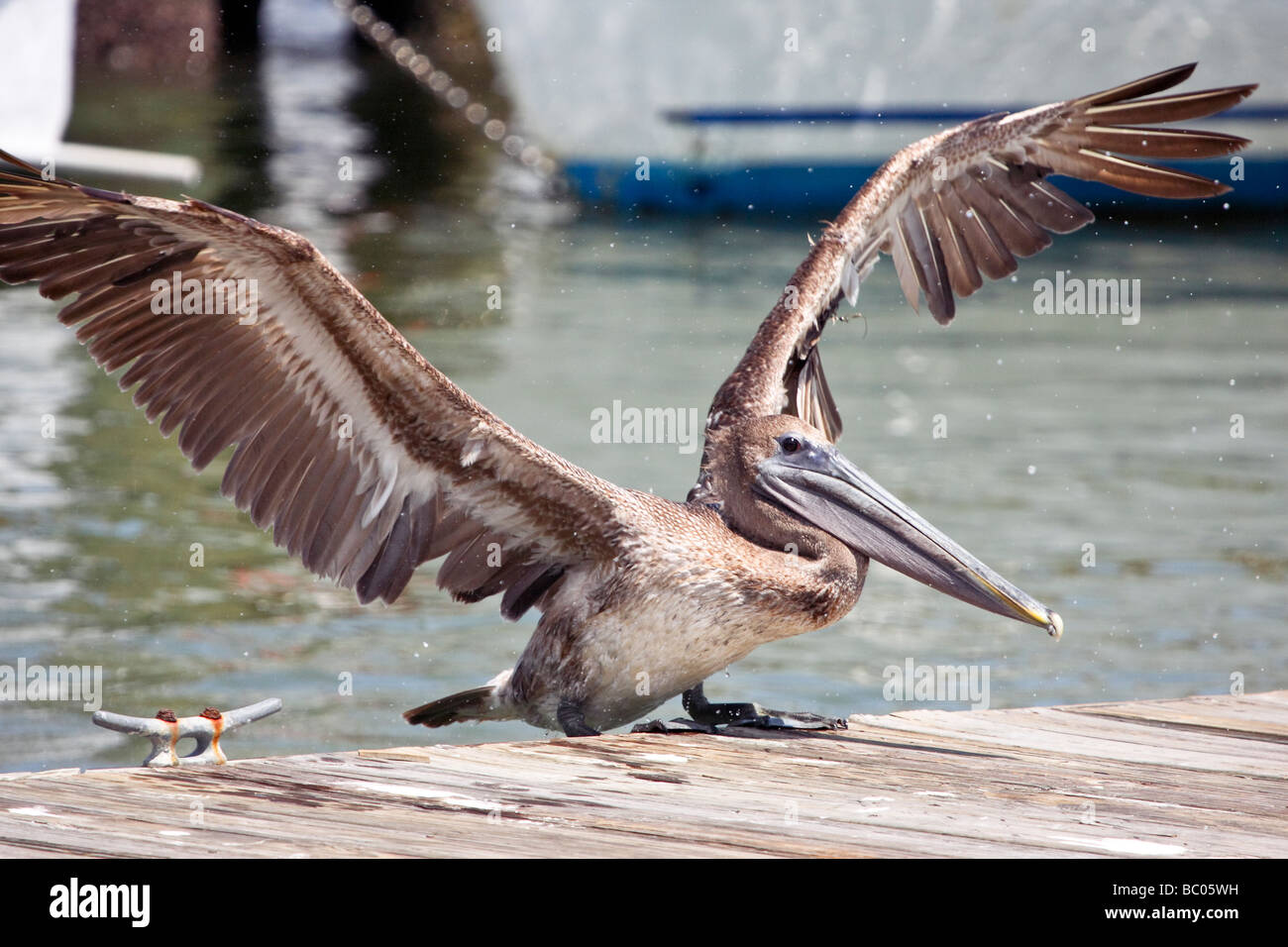 Brown Pelican landing on pier with wings spread Stock Photo