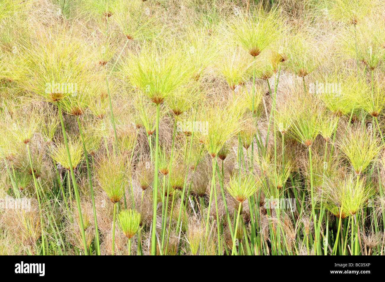 Papyrus Sedge or Paper Reed Cyperus papyrus Mlilwane Wildlife Sanctuary Swaziland South Africa Stock Photo