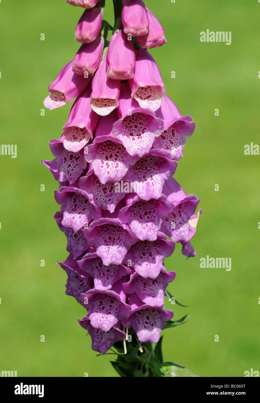 Wild Foxglove Digitalis Scrophulariaceae in flower England Uk Stock Photo