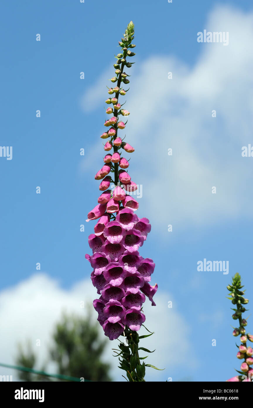 Wild Foxglove Digitalis Scrophulariaceae against blue sky in flower England Uk Stock Photo