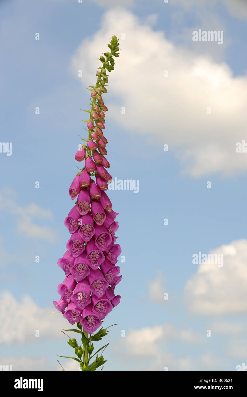 Wild Foxglove Digitalis Scrophulariaceae against blue sky in flower England Uk Stock Photo