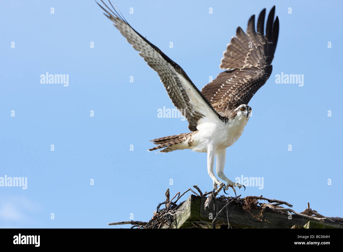 Osprey landing at nesting platform Stock Photo