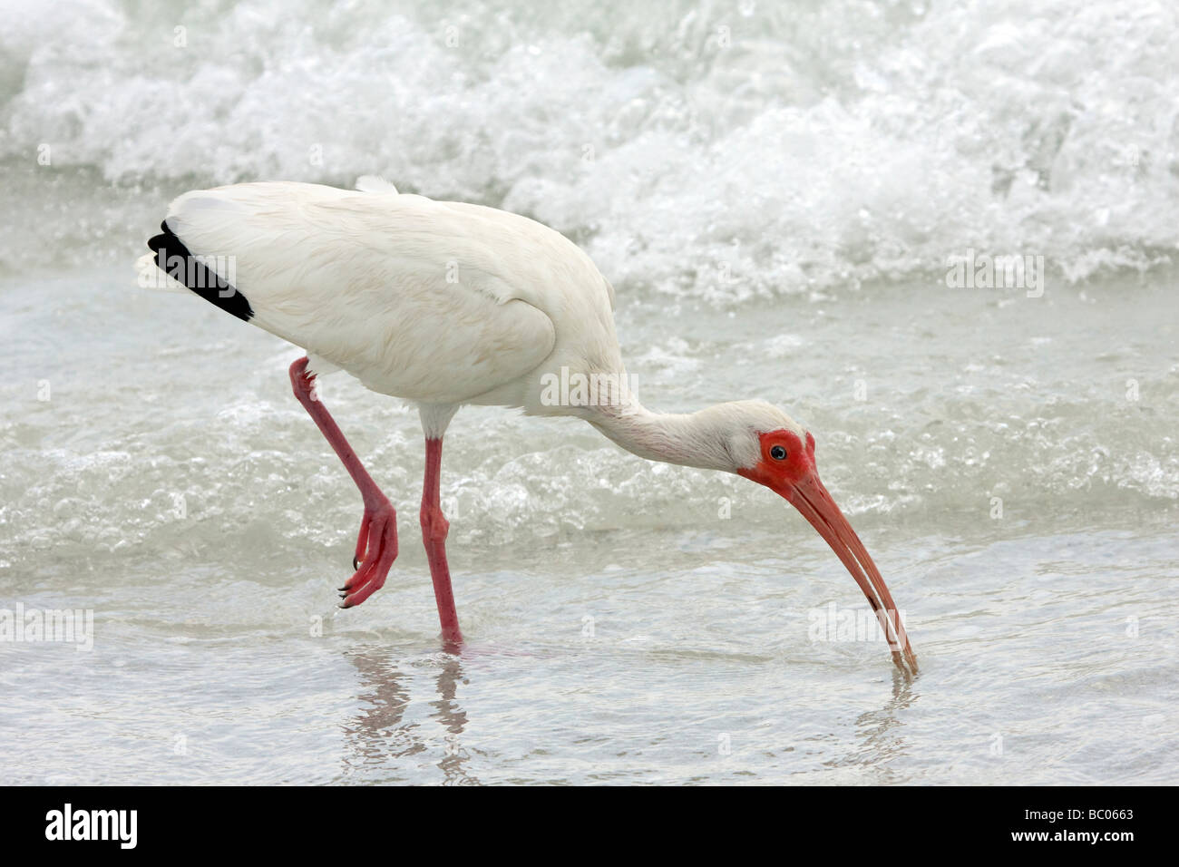 White Ibis feeding in surf Sanibel Island Florida Stock Photo Alamy