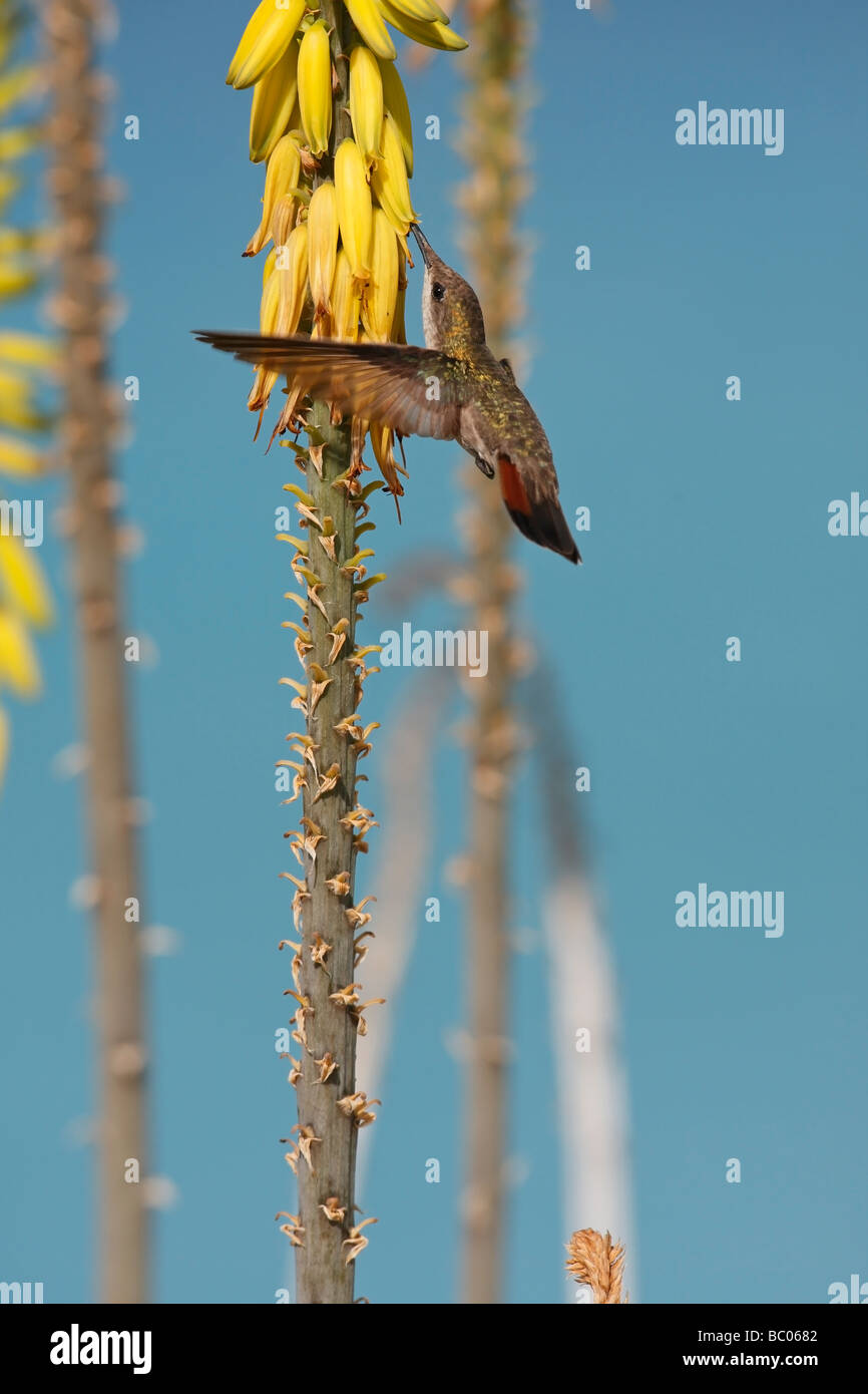 Ruby topaz Hummingbird Chrysolampis mosquitus female feeding on a Common Aloe Aloe barbadensis Stock Photo