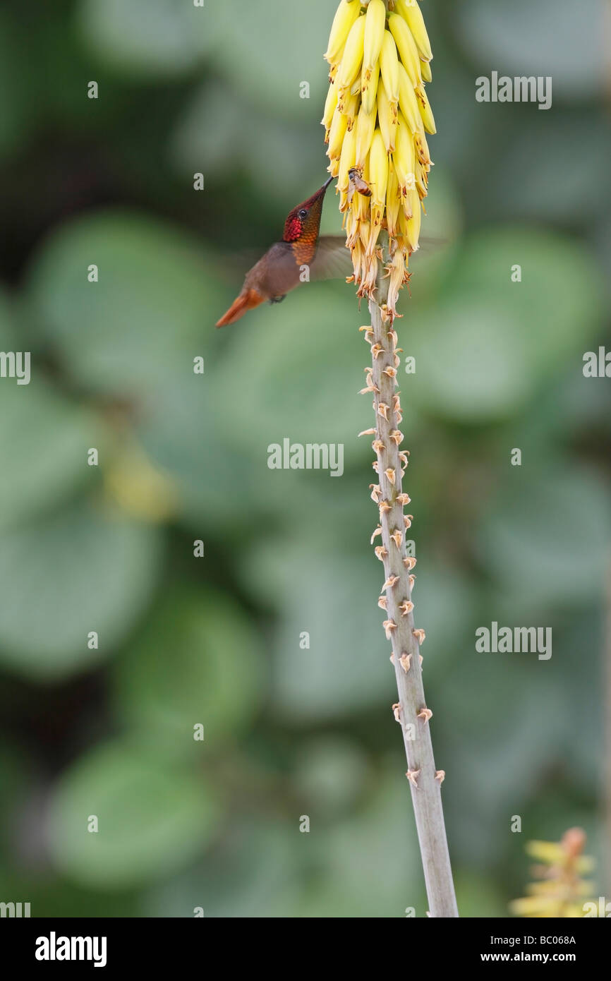Ruby topaz Hummingbird Chrysolampis mosquitus male feeding on a Common Aloe Aloe barbadensis Stock Photo