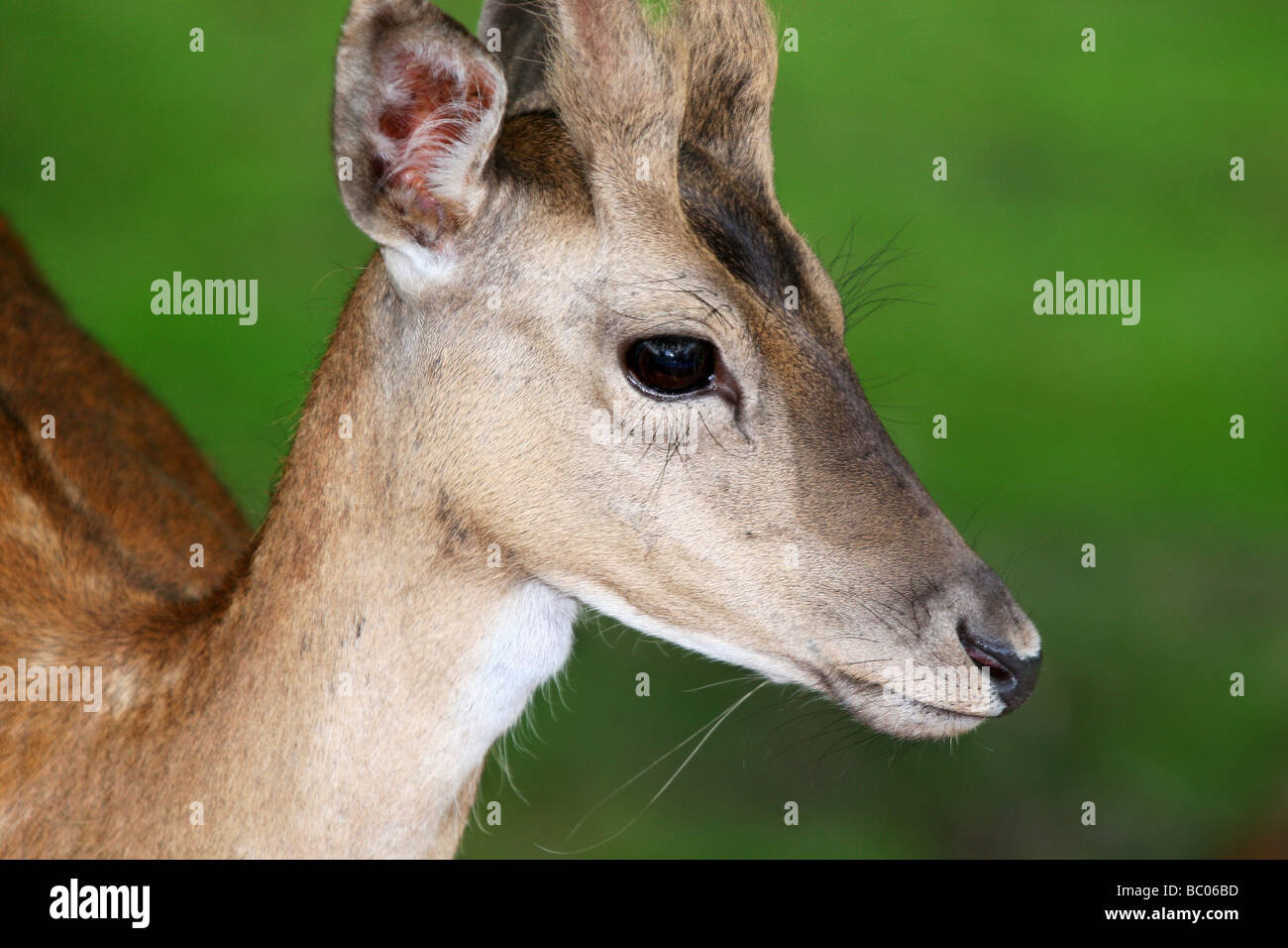 Roe deer uk hi-res stock photography and images - Alamy