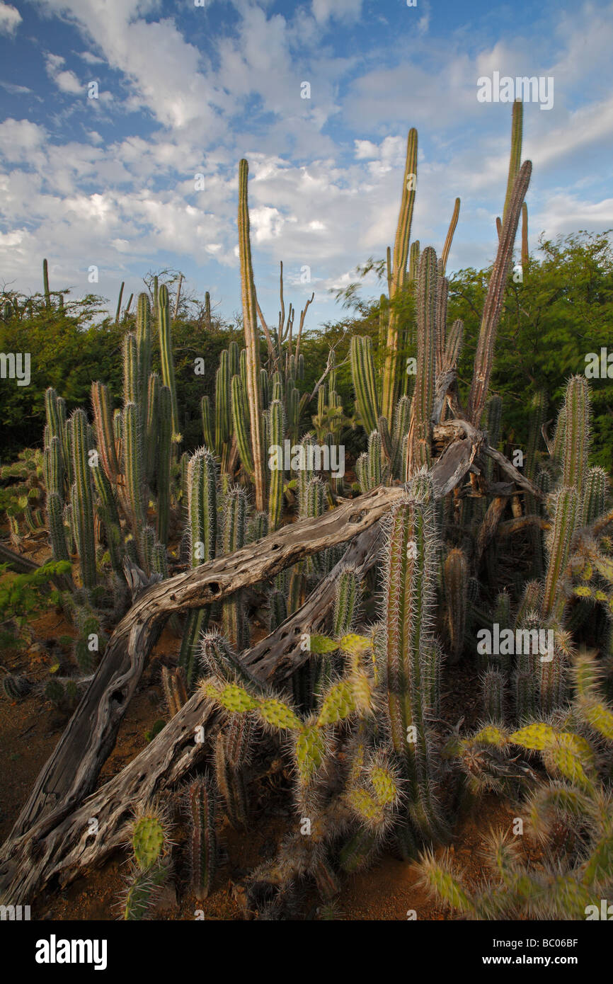 Cactus thicket including Candle Cactus Ritterocereus griseus and Prickly Pear Cactus Opuntia wentiana Stock Photo